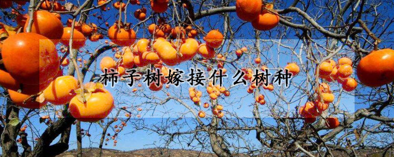 柿子樹嫁接什么樹種