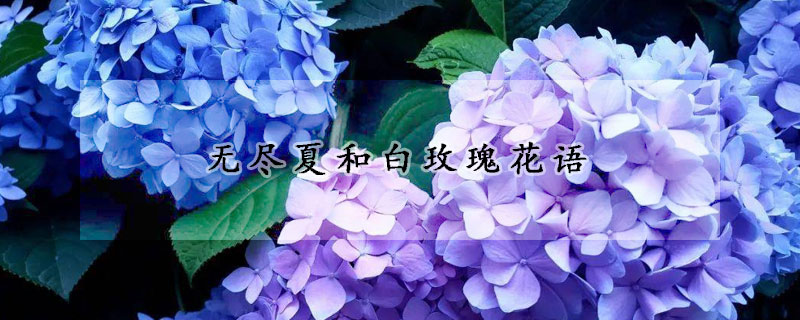 無(wú)盡夏和白玫瑰花語(yǔ)