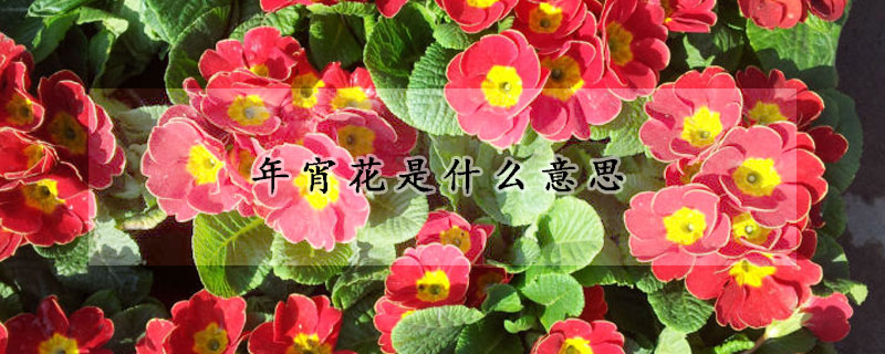 年宵花是什么意思