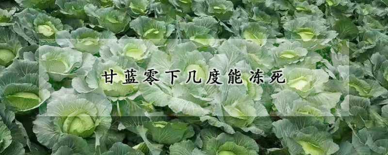 甘藍零下幾度能凍死