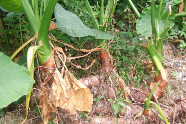 怎樣種芋頭高產栽培技術