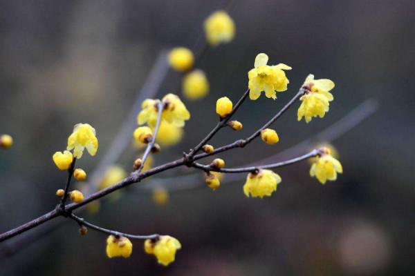 1～12月各開什么花 每個(gè)月開的是什么花