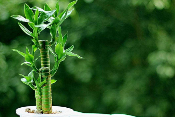 招財植物有哪些 家里養什么植物對財運好