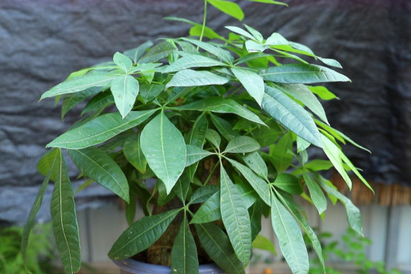 招財植物有哪些 家里養什么植物對財運好