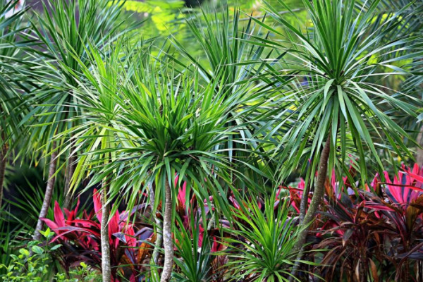 超耐陰的8種室內植物 室內耐陰植物排名