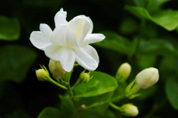 10種代表夏天的植物 最能代表夏天的植物有哪些