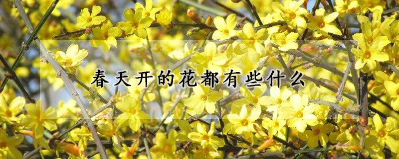 春天開的花都有些什么