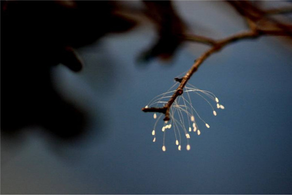 世界上最詭異漂亮的花 世界上最詭異的花卉品種