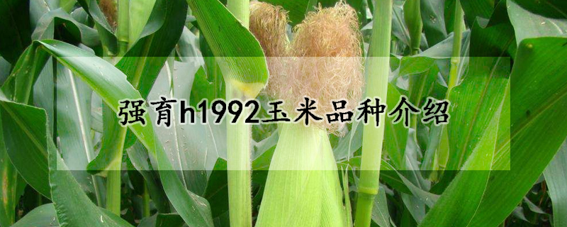 強育h1992玉米品種介紹