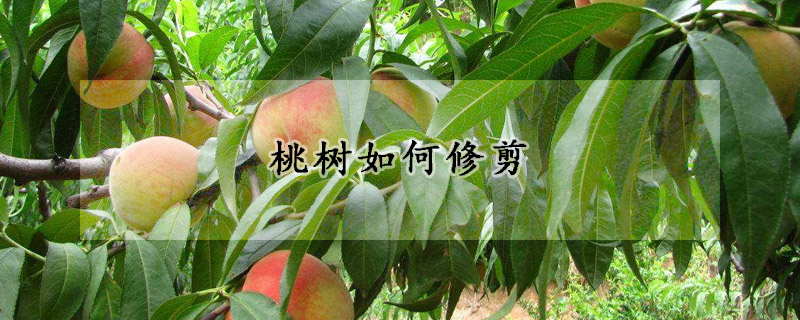 桃樹如何修剪