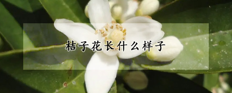 桔子花長什么樣子