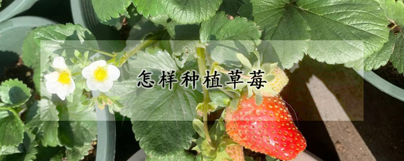 怎樣種植草莓