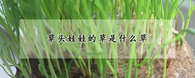 草頭娃娃的草是什么草