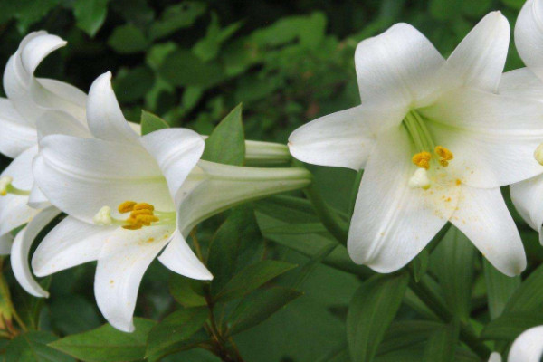 鮮切百合花苞太生怎么養開