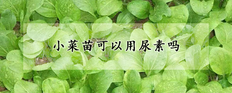 小菜苗可以用尿素嗎