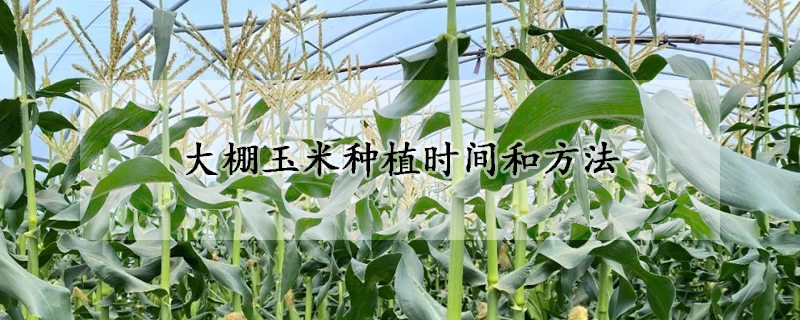 大棚玉米種植時間和方法