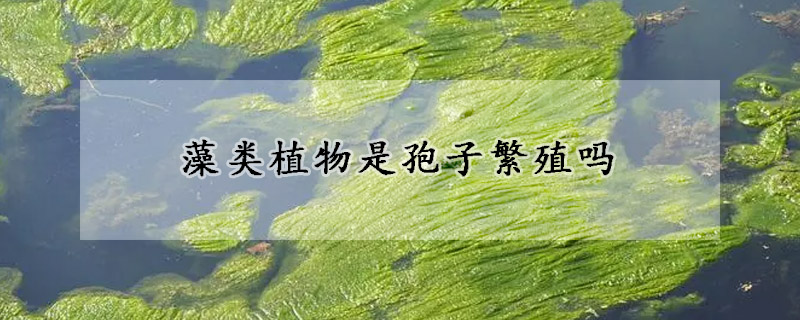 藻類植物是孢子繁殖嗎