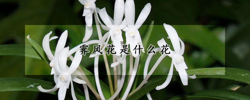 霽風花是什么花