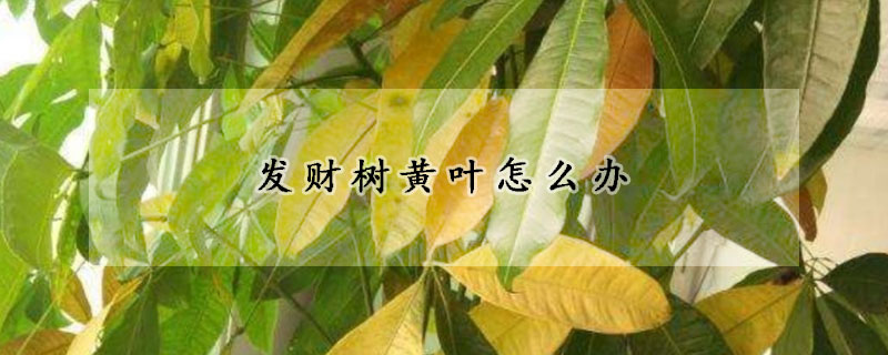 發(fā)財(cái)樹(shù)黃葉怎么辦