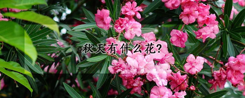 秋天有什么花?