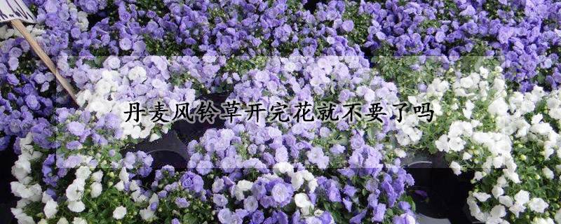 丹麥風(fēng)鈴草開完花就不要了嗎