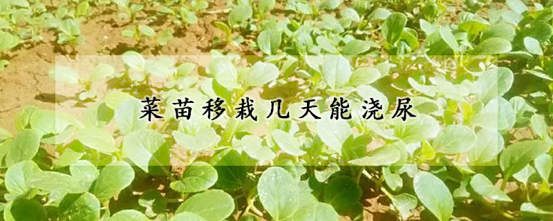 菜苗移栽幾天能澆尿