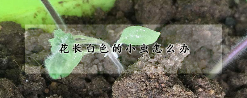 花長白色的小蟲怎么辦