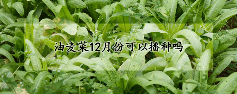 油麥菜12月份可以播種嗎