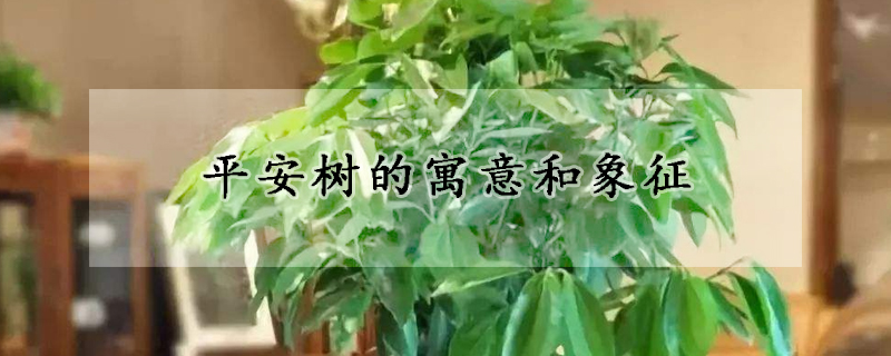 平安樹的寓意和象征