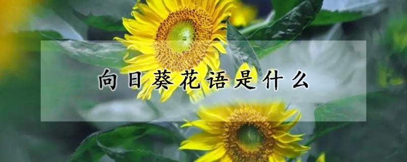 向日葵花語是什么