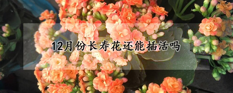 12月份長壽花還能插活嗎