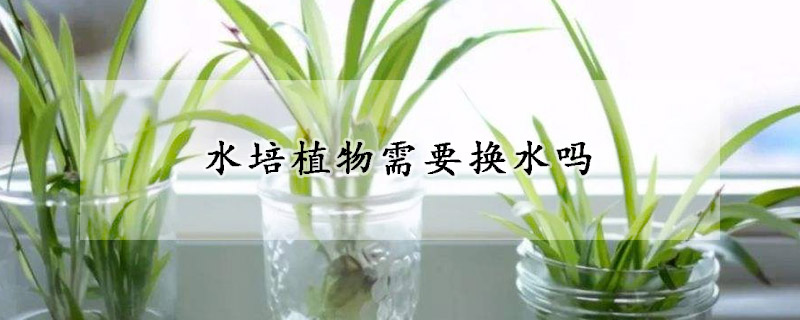 水培植物需要換水嗎