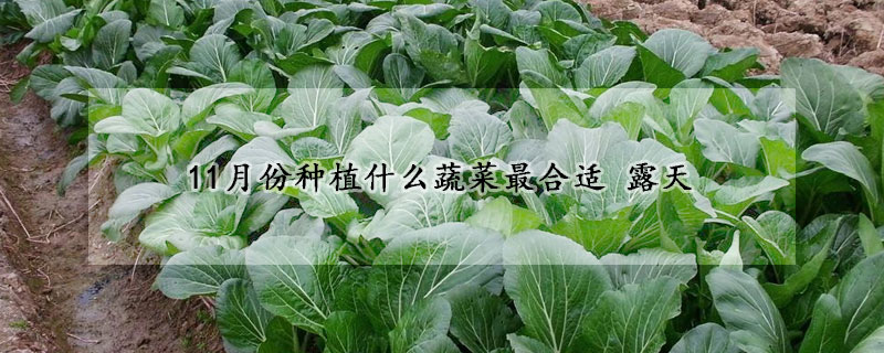 11月份種植什么蔬菜最合適 露天