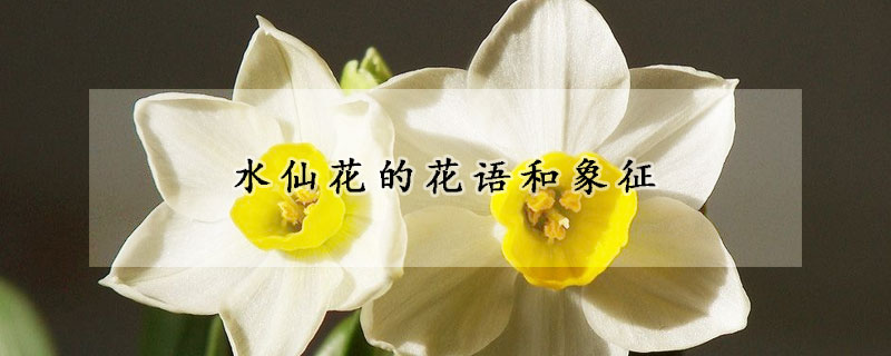 水仙花的花語和象征