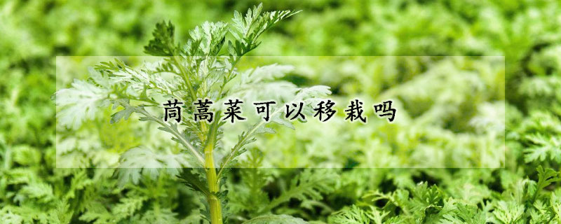 茼蒿菜可以移栽嗎