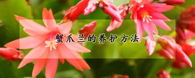 蟹爪蘭的養(yǎng)護方法