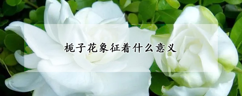 梔子花象征著什么意義