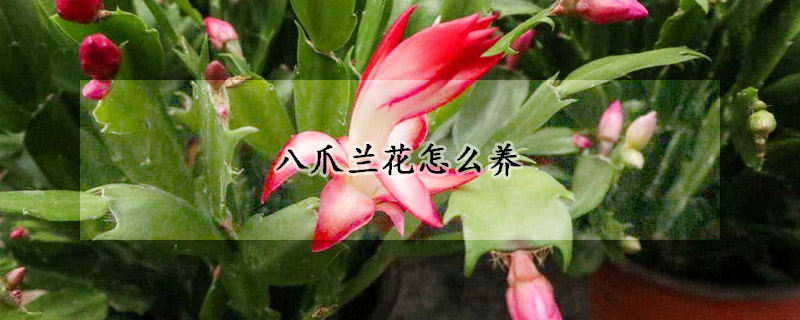 八爪蘭花怎么養