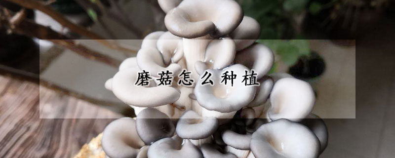 磨菇怎么種植