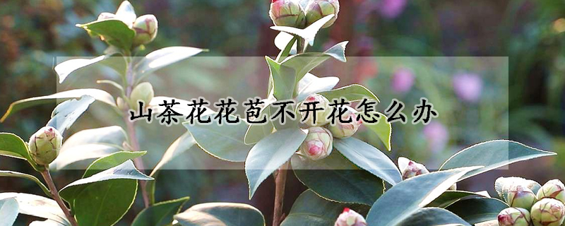 山茶花花苞不開花怎么辦