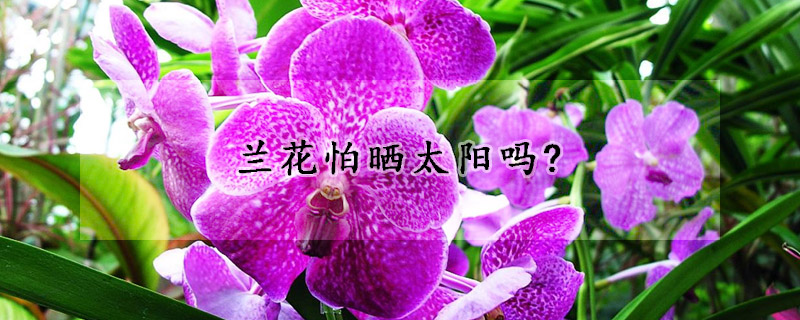 蘭花怕曬太陽嗎?