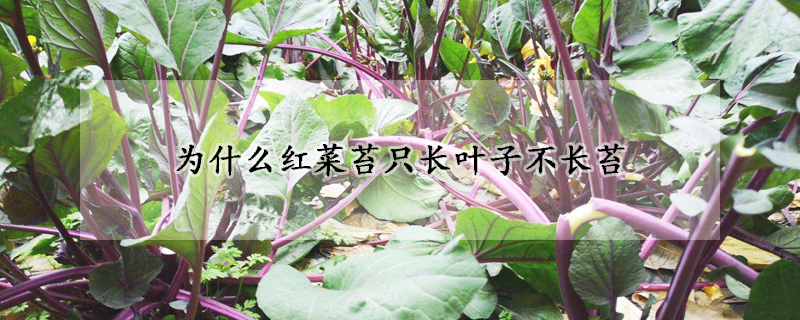 為什么紅菜苔只長葉子不長苔