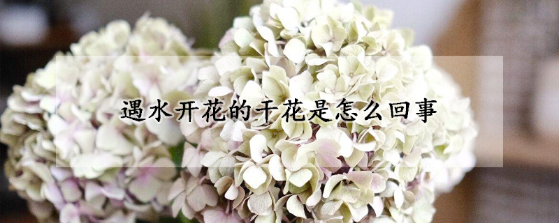 遇水開花的干花是怎么回事