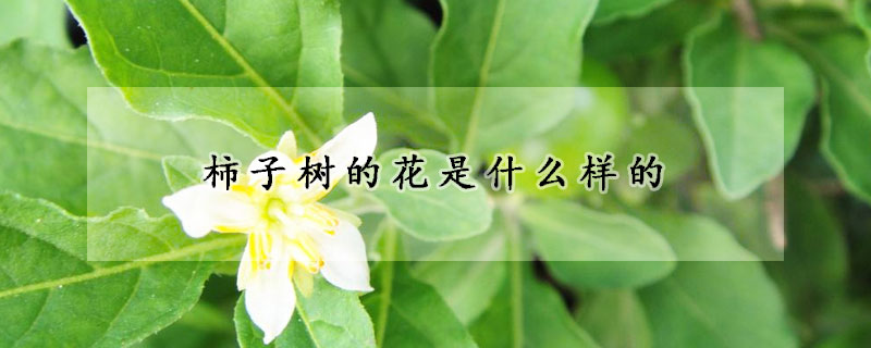 柿子樹的花是什么樣的