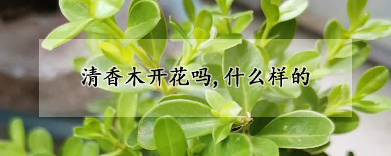 清香木開花嗎,什么樣的