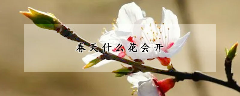 春天什么花會開