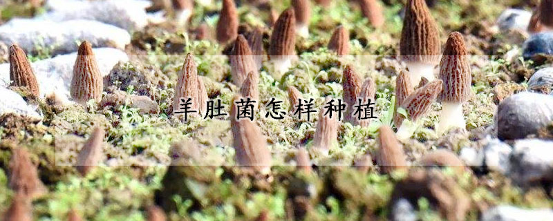 羊肚菌怎樣種植