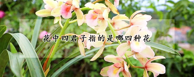 花中四君子指的是哪四種花