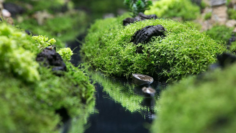 苔蘚的養殖方法和注意事項