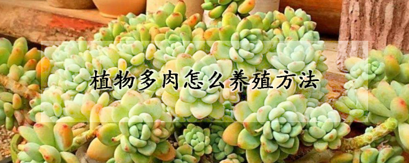 植物多肉怎么養殖方法